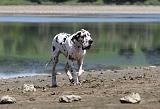DOGUE ALLEMAND 120